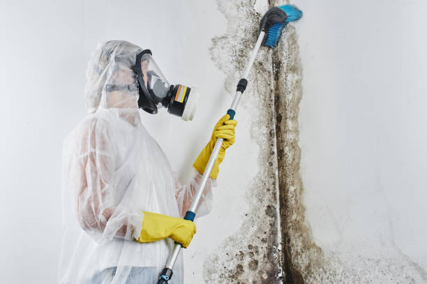 Buena Vista, CO Mold Remediation Company